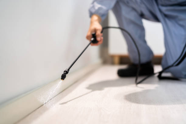 Certified termite inspector examining foundation in Hamburg